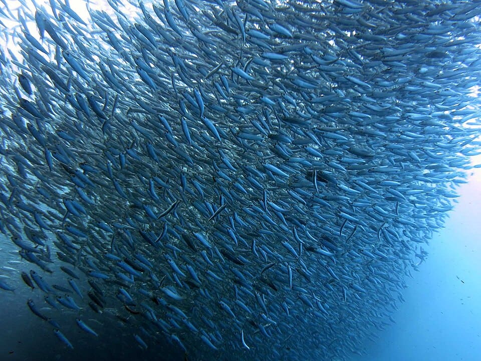 Moalboal
