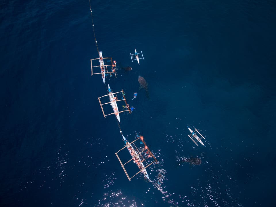 Whale shark watching in Oslob